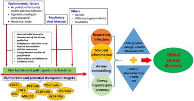 Editorial: Intra/Extracellular Dynamics of the Respiratory System and Global Airway Disease